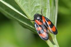 Cercopis vulnerata